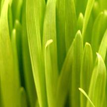 安卓ddos攻击工具