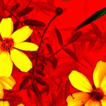 ddos在线攻击测试网站